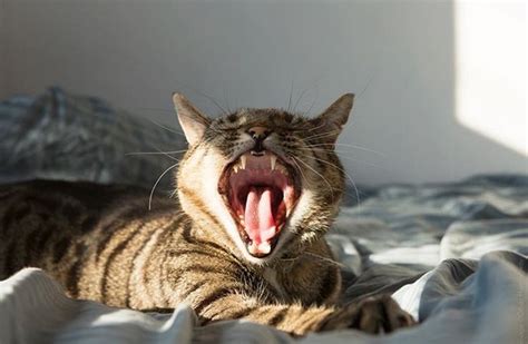 Yawning Animals (19 pics)