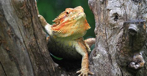Most Common Reptile Pets at Tyler Mcintyre blog