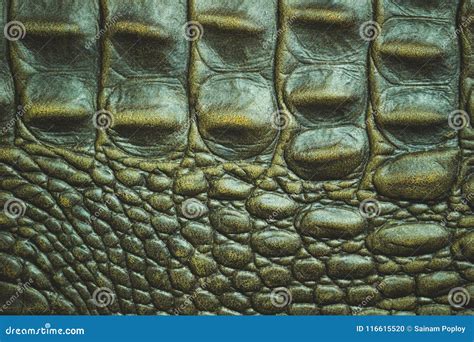 Texture of Crocodile Leather Skin. Stock Photo - Image of style ...