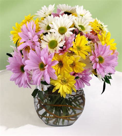 Daisy Arrangements Daisy Daisy Flowers Arrangements Albuquerque New