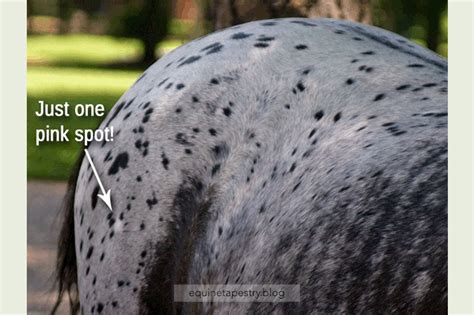 Appaloosa Skin Equinetapestryblog