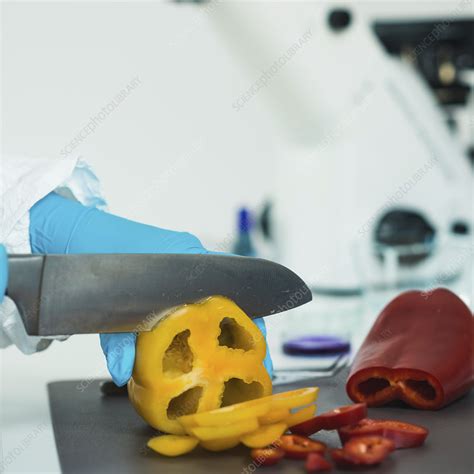 Food Safety Inspector Working With Vegetables Stock Image F024 4865