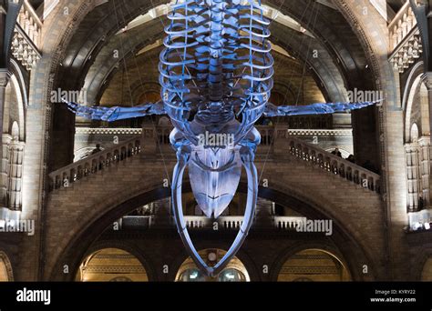 Illuminated Blue Whale Skeleton In The Hintze Hall At The Natural