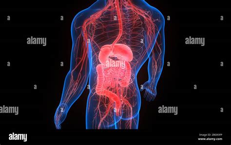 Anatomie Der Menschlichen Verdauungssystem Stockfotografie Alamy