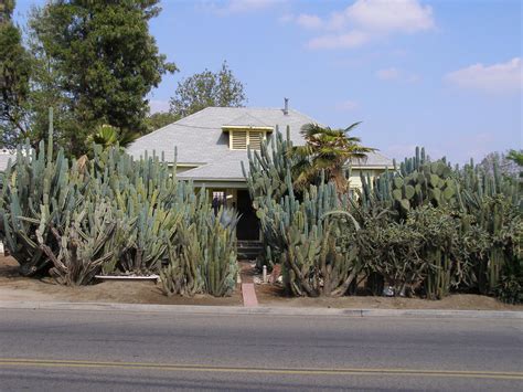 House of Cacti by Jetster1 on DeviantArt