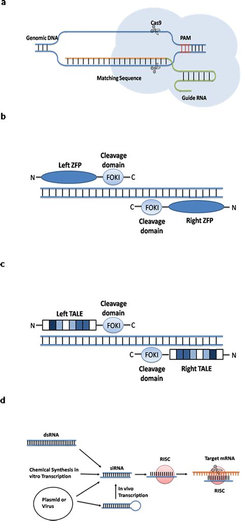 Simple Principles Of Four Gene Editing Methods A The Guide Rna