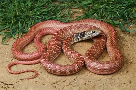 Red Racer Facts Description Diet And Pictures