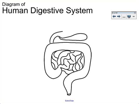 Human Digestive System Drawing at GetDrawings | Free download