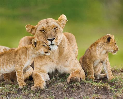 Lioness - And Cubs Poster | Sold at Abposters.com