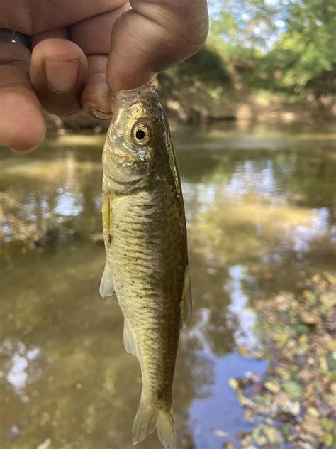 Creek Chubs or Shiners : r/whatisthisfish