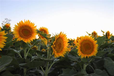 The California Flower Fields That Are Too Pretty to Miss