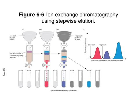 PPT Lecture 8 Protein Purification PowerPoint Presentation Free