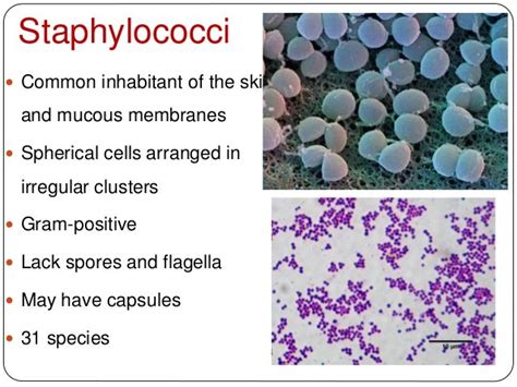 Staphylococcal And Streptococcal Skin Infections