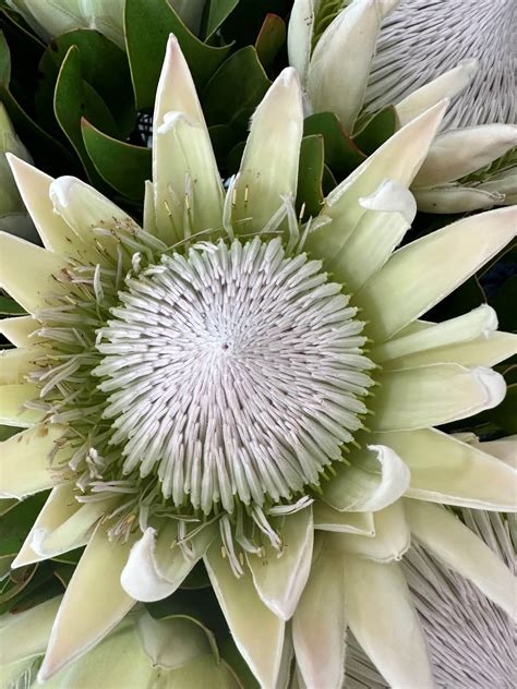 Click And Collect King Protea White Jan Maree Flowers