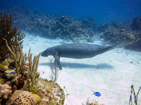 Manatee Conservation - Clearwater Marine Aquarium