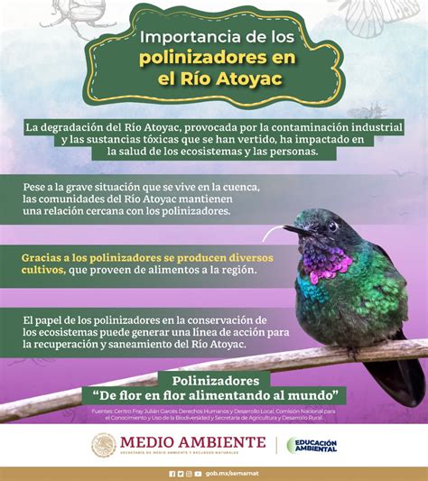 SEMARNAT México on Twitter El papel de los polinizadores en la