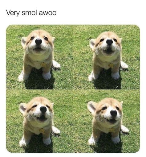 awoooo - Meme by tamikins123 :) Memedroid