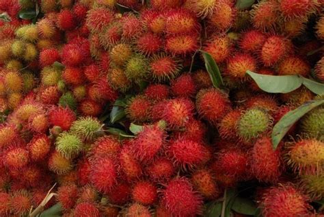 Gambar Buah Rambutan – pulp