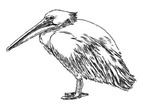 Premium Vector Pelican Bird White Waterfowl Profilebeakwingscontour