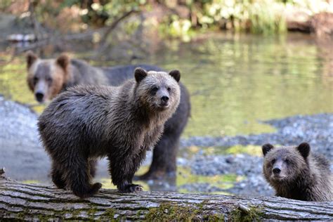 Homalco Wildlife & Cultural Tours - Tourism Vancouver Island