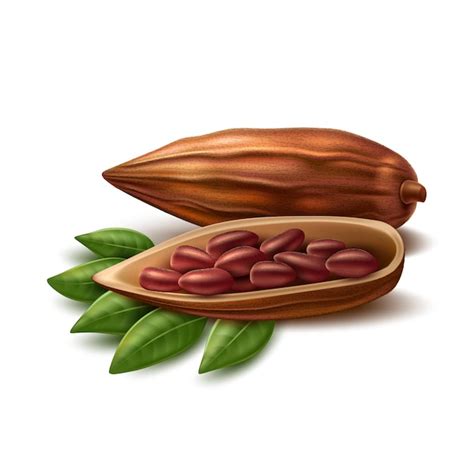 Granos De Cacao Realistas Vector Premium