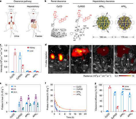 Biodistribution And Clearance Pathway Of Apns And Their Activated