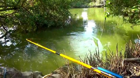 Akhirnya Saya Pesta Strike Ikan Nila Besar Semua Disungai Yang Jarang