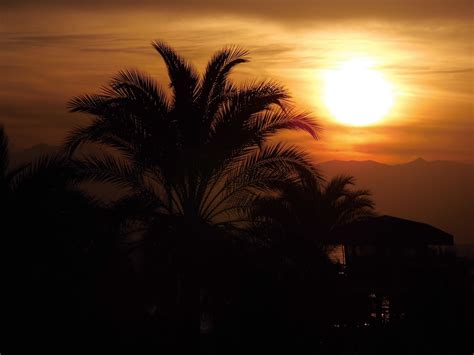 X Wallpaper Coconut Tree Silhouette Peakpx