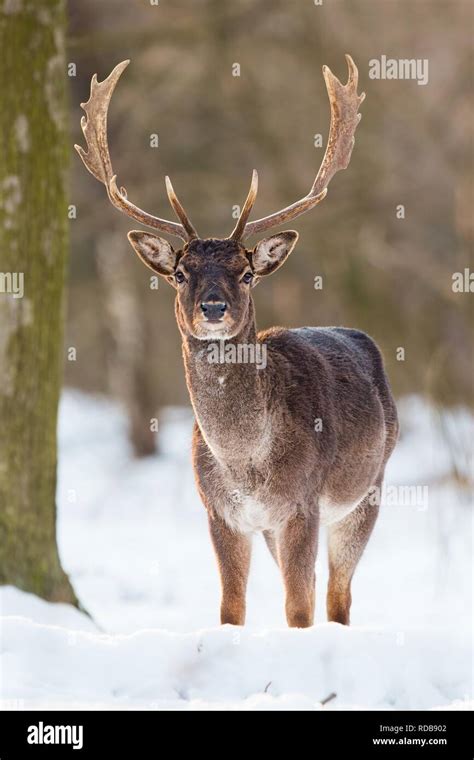 White Fallow Deer Stag Hi Res Stock Photography And Images Alamy