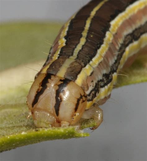 Striped Garden Caterpillar | The Backyard Arthropod Project