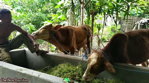 25 Juta Dapat 2 Sapi Pedet Jantan Kandang Sapi Sederhana Pak Mi Youtube