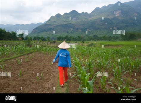 Sapa Region North Vietnam Woman Working In Rice Field Stock Photo