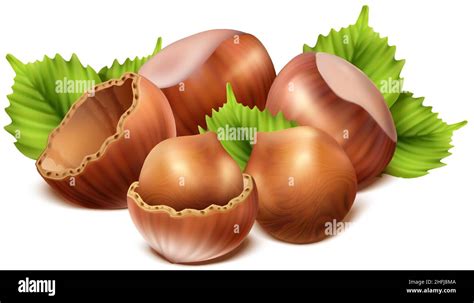 Nuts Whole Hazelnuts Stock Vector Images Alamy