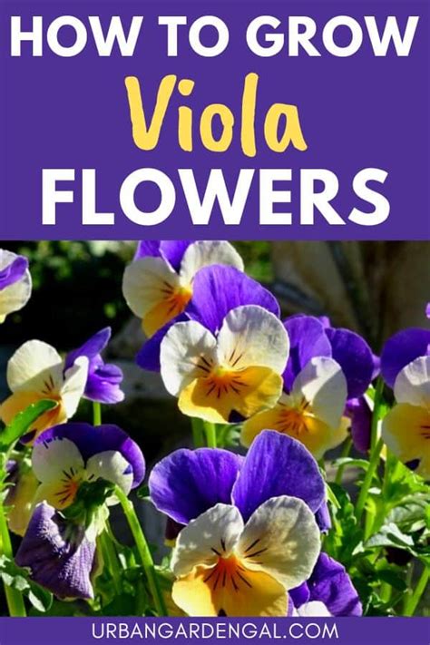 How to Grow Edible Viola Flowers - Urban Garden Gal