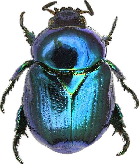 Shiny Blue Beetle with Long Antennae