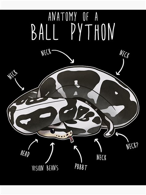 Ball Python Anatomy Diagram