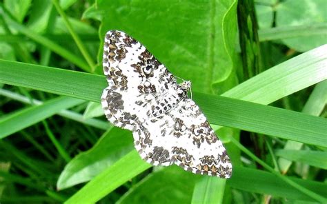 Les Insectes Du Haut Jura La M Lanippe Triste