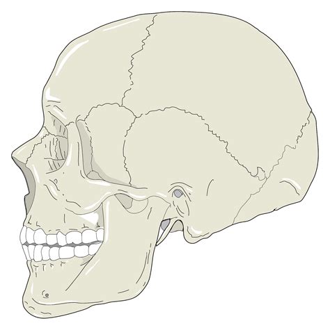 Human Skull Profile View