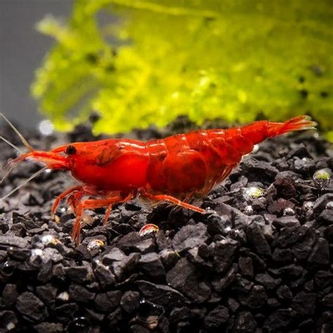 Red Fire Neocaridina Cherry Shrimp Red Cherry Shrimp Fisheee