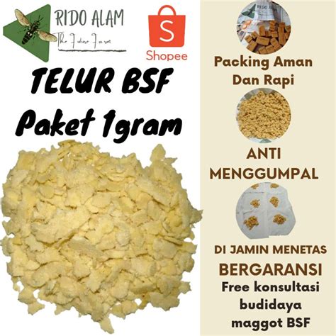 Jual Telur Lalat Bsf Per Gram Telur Maggot Bsf Berkwalitas Termurah