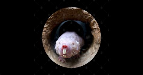 Naked Mole Rat Naked Mole Rat Sticker TeePublic