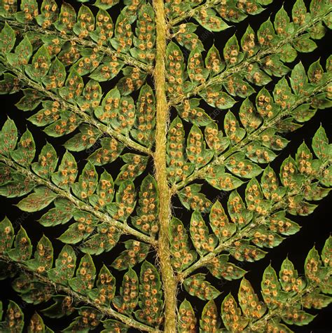 Male Fern Frond Stock Image C0065715 Science Photo Library