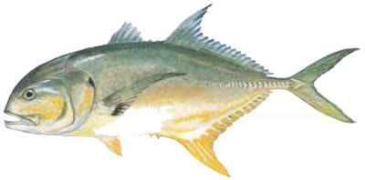 Jack Crevalle – Wilmington Fishing Charters