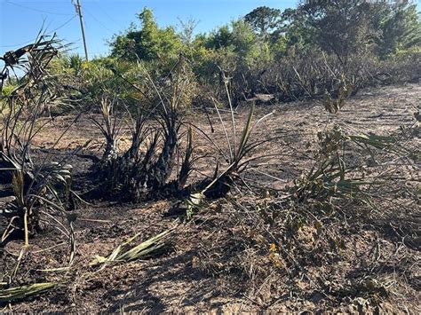 Crews Investigate Brush Fire In Lehigh Acres