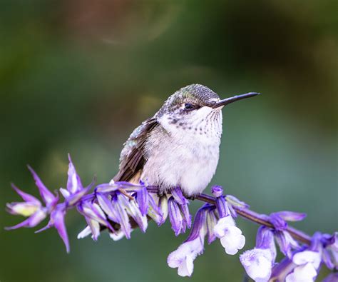 How birds benefit your backyard: 6 ways | Homes and Gardens