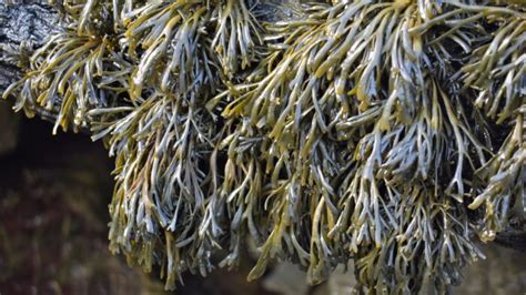 Species Spotlight Dulse Updates Horizon Seaweed