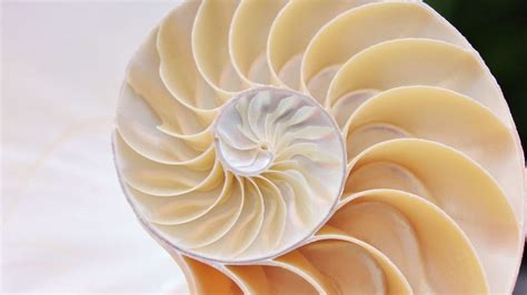 Seashells With Spiral Structures Project Manaia