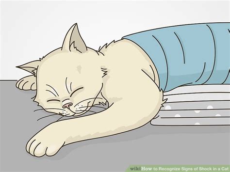 How to Recognize Signs of Shock in a Cat (with Pictures) - wikiHow