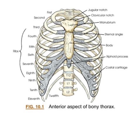 Ch Bony Thorax Flashcards Quizlet