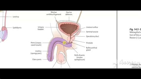 Male Reproductive System Youtube